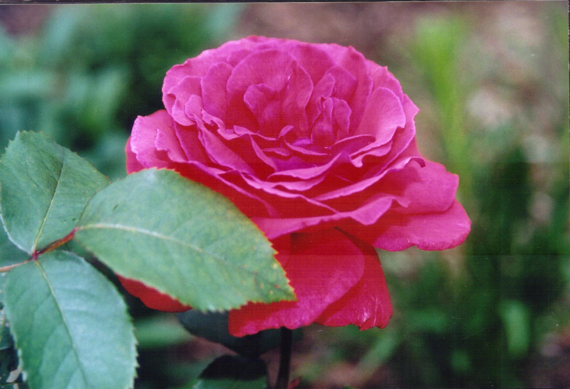 carnation.jpg